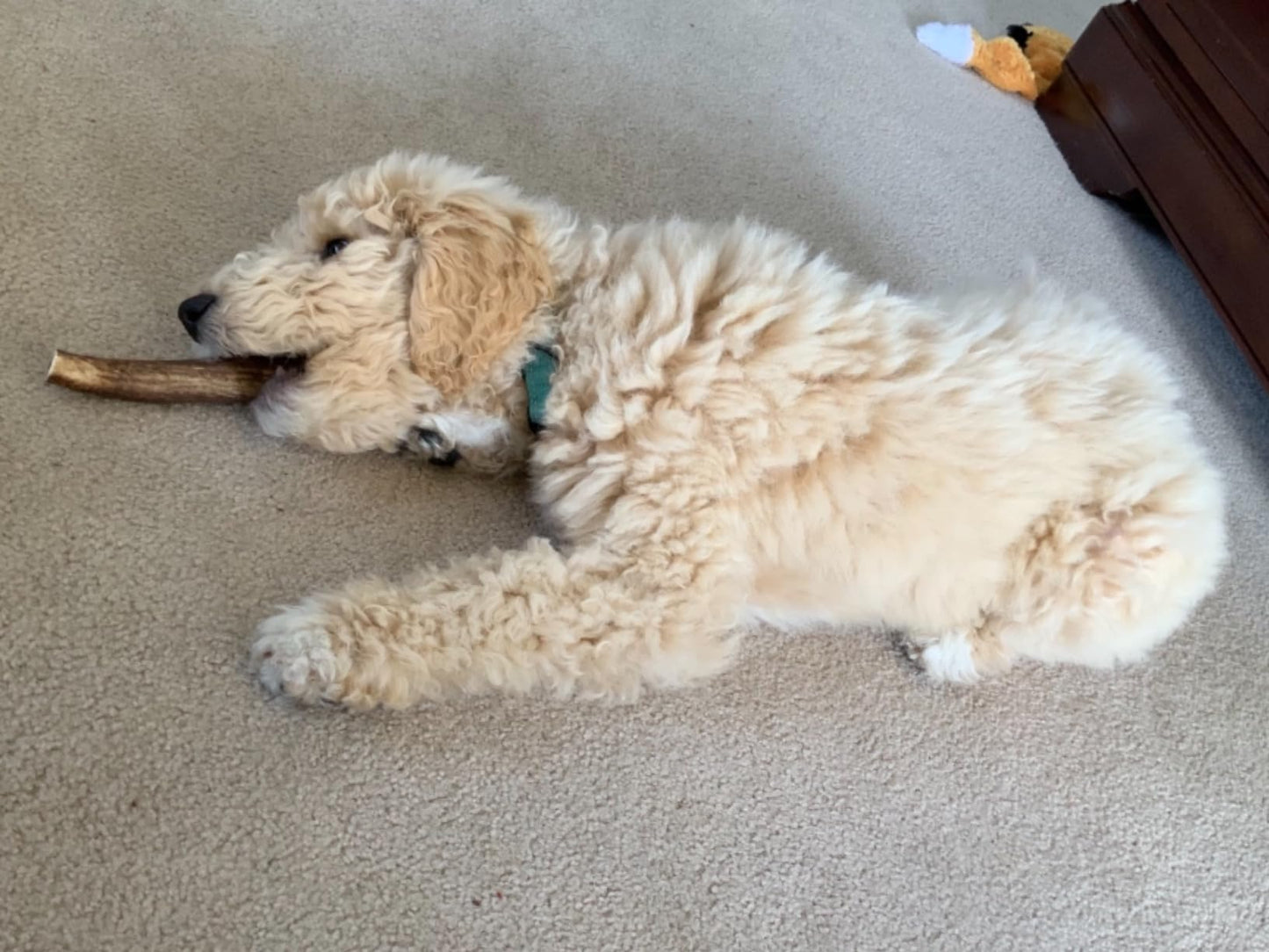 Whitetail Naturals - 3 Pack Medium - Deer Antler Dog Chews - Antlers for Medium Dogs - Long Lasting, Naturally Shed Antler Dog Bones