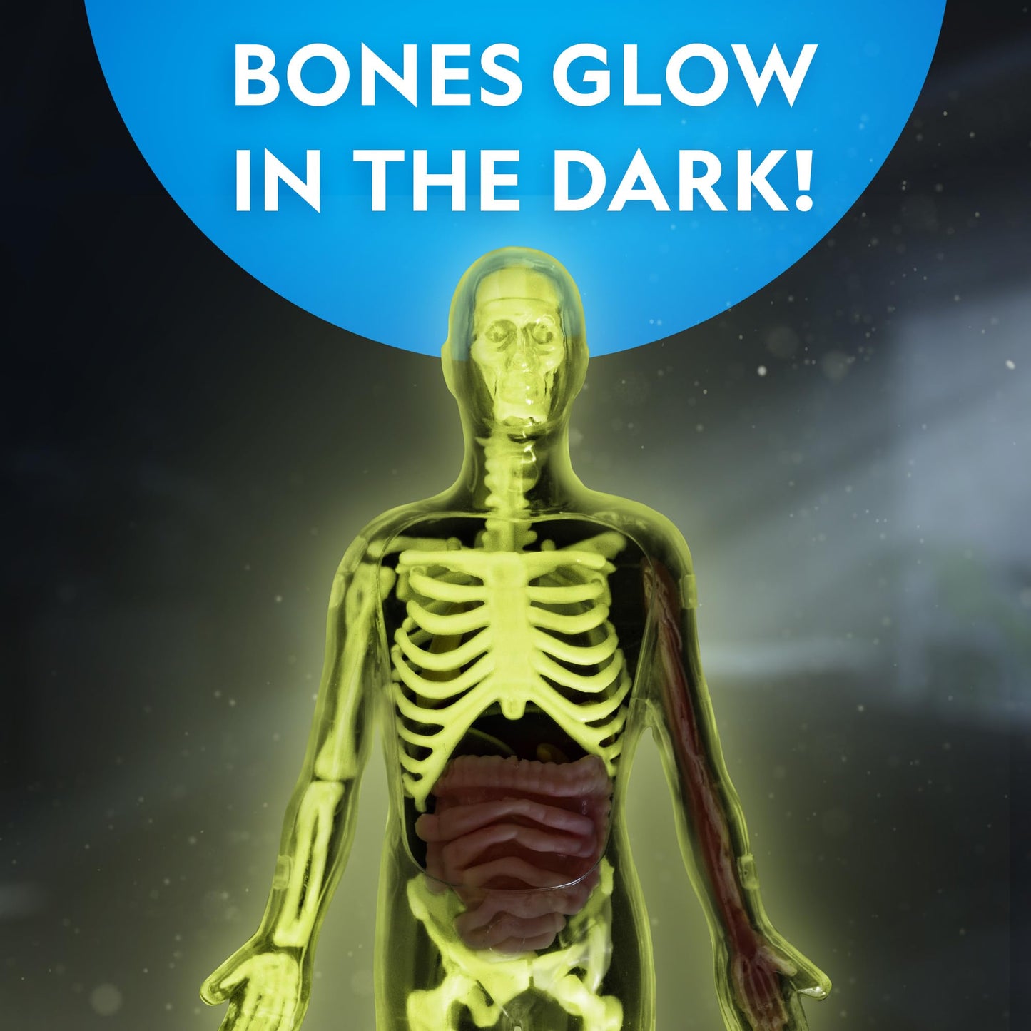 National Geographic Human Body Model for Kids That Glows in The Dark - 32-Piece Interactive Anatomy Model with Bones, Organs, Muscles, Science Kit Stocking Stuffer, Anatomy & Physiology Study Tools