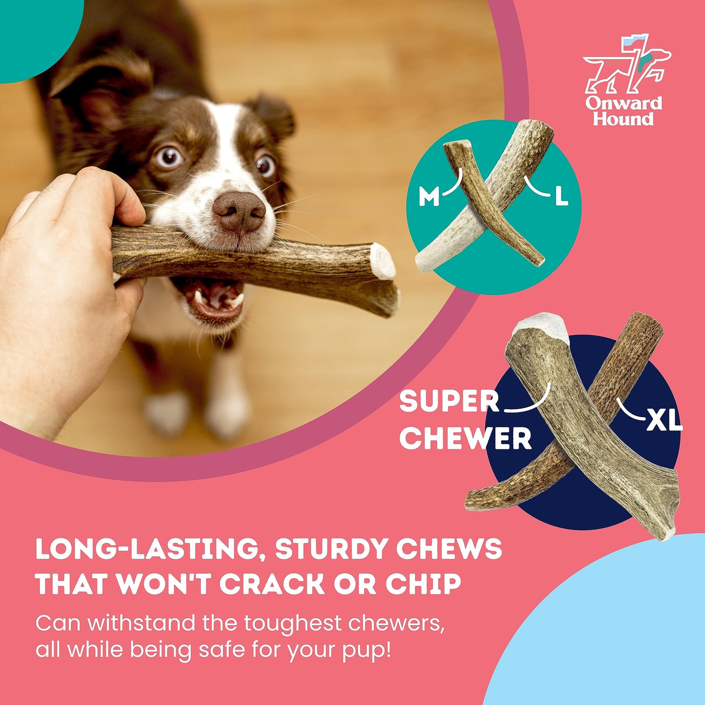 Onward Hound Elk Antlers for Dogs, 6"+ Medium 1-Pack, Grade A Long Lasting Chew for Aggressive Chewers, Premium USA Naturally Shed Antler - Healthy, No Odor, Durable Dog Chew for 15-35lb Breeds